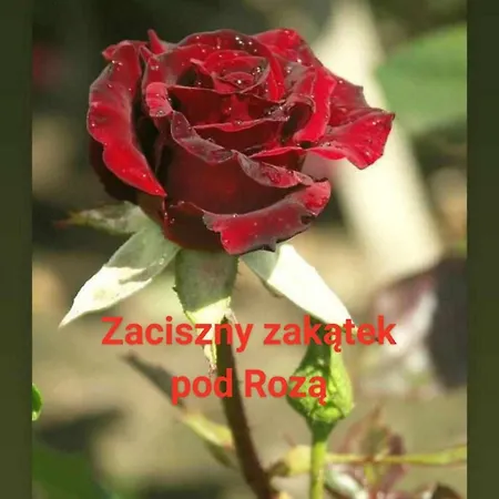 Zaciszny Zakatek Pod Roza 홈스테이 *